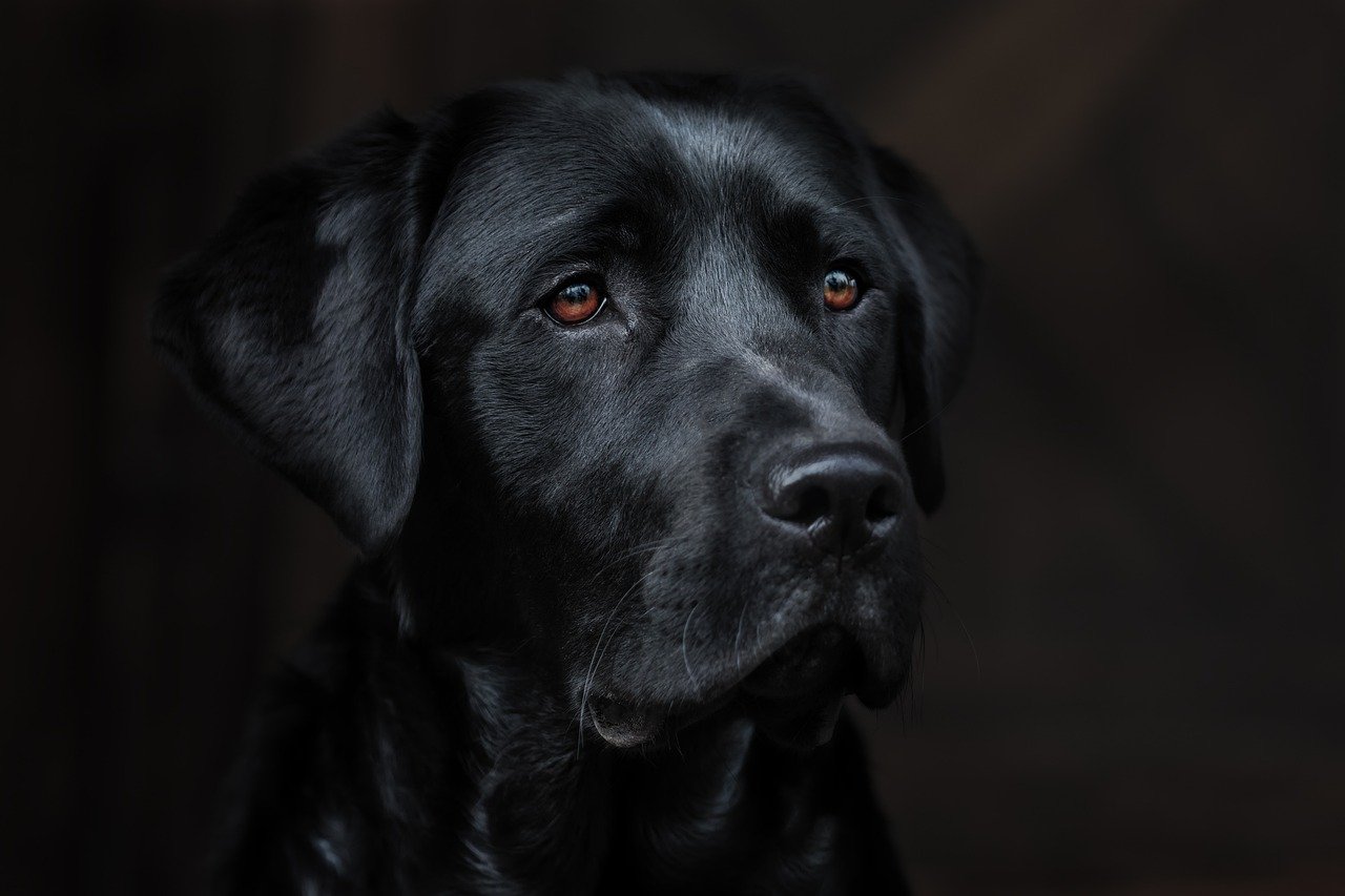Dog Walk Safety: Protecting Yourself and Your Pet